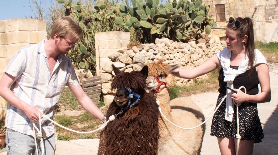 Gozo Alpaca Walks : with feeding and farm visit - Key things to know before you go