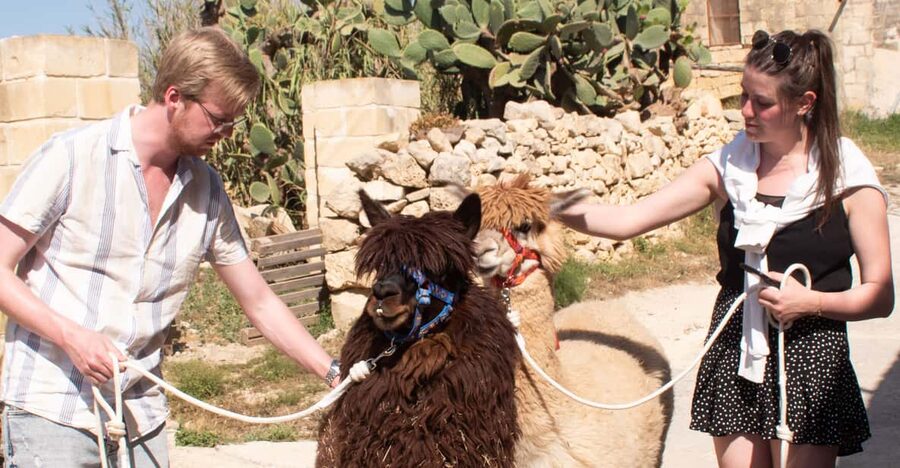 Gozo Alpaca Walks : with feeding and farm visit - Entering Razzett Alpaca: where the alpaca walk starts