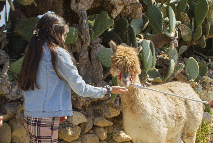 Gozo Alpaca Walks : with feeding and farm visit - The farmyard lineup: peacocks, rabbits, turkeys, goats, and more