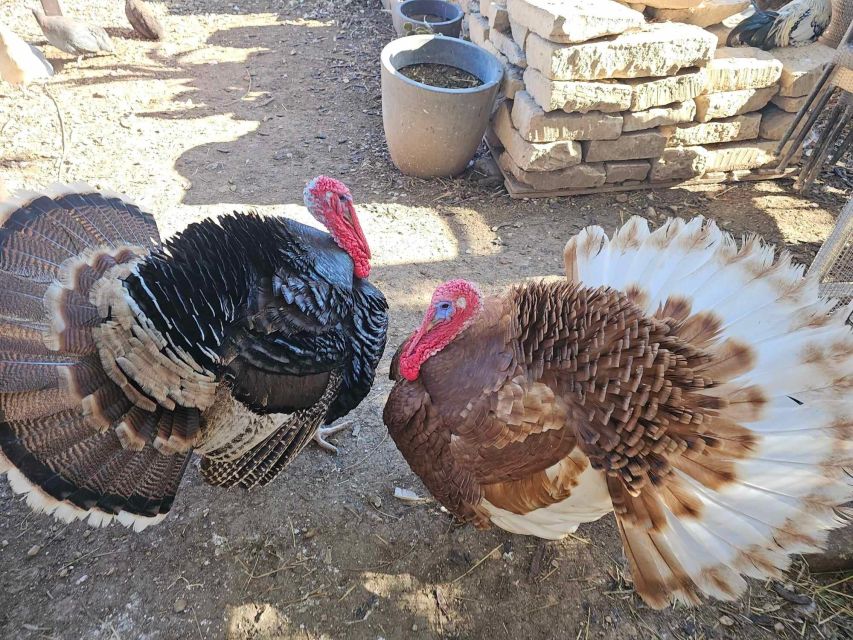 Gozo Alpaca Walks : with feeding and farm visit - Guide style: how Nicky and Melissa set the tone