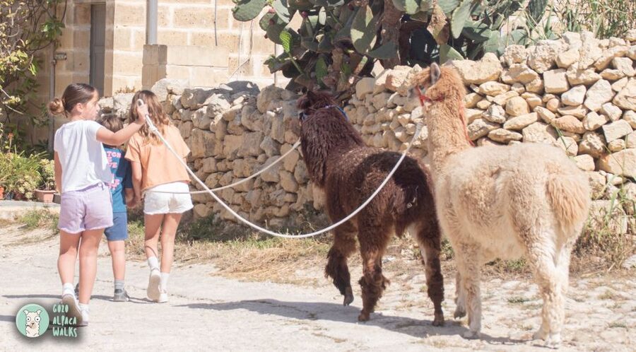 Gozo Alpaca Walks : with feeding and farm visit - Who this is best for on Gozo