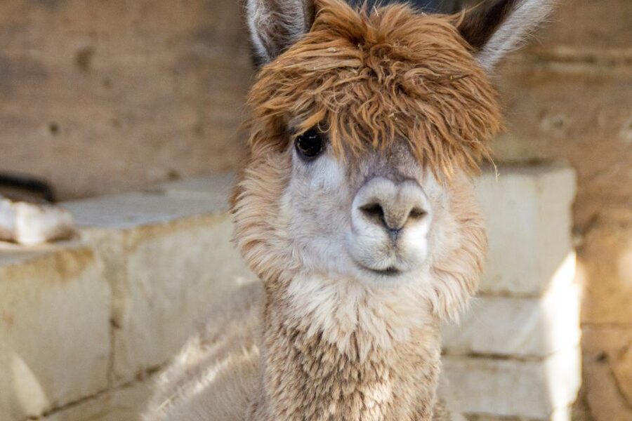 Gozo Alpaca Walks : with feeding and farm visit - Should you book Gozo Alpaca Walks?