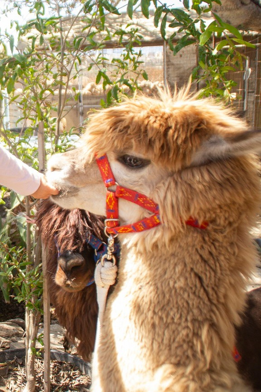 Gozo Alpaca Walks : with feeding and farm visit - The alpaca walk itself: 30 to 45 minutes of countryside bonding