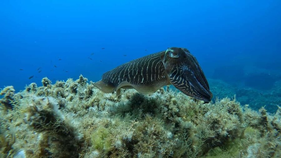 Gozo: Discover Scuba Diving Experience for Beginners - Classroom Basics That Keep First-Timers From Free-Falling
