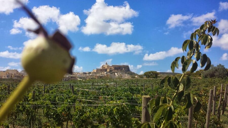 Gozo Victoria Walking Tour - Food stops and local recommendations you can actually use
