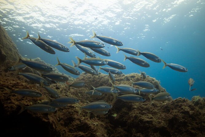 Guided Snorkeling Excursion in Malta - Cirkewwa: where the tour can slow down for better viewing