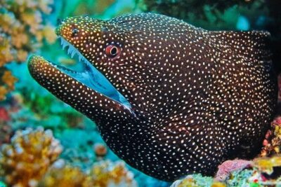 Guided Snorkeling Excursion in Malta