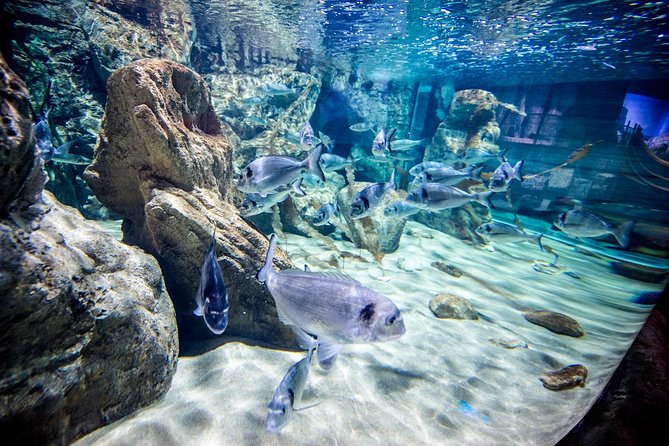 Malta National Aquarium Entrance Ticket - Entering the starfish-shaped building and finding your flow fast