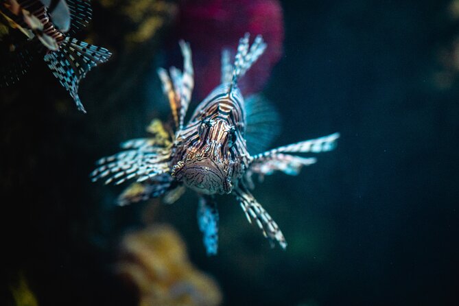 Malta National Aquarium Entrance Ticket - 52 tanks, about 130 fish species, and your walk-through tunnel highlight