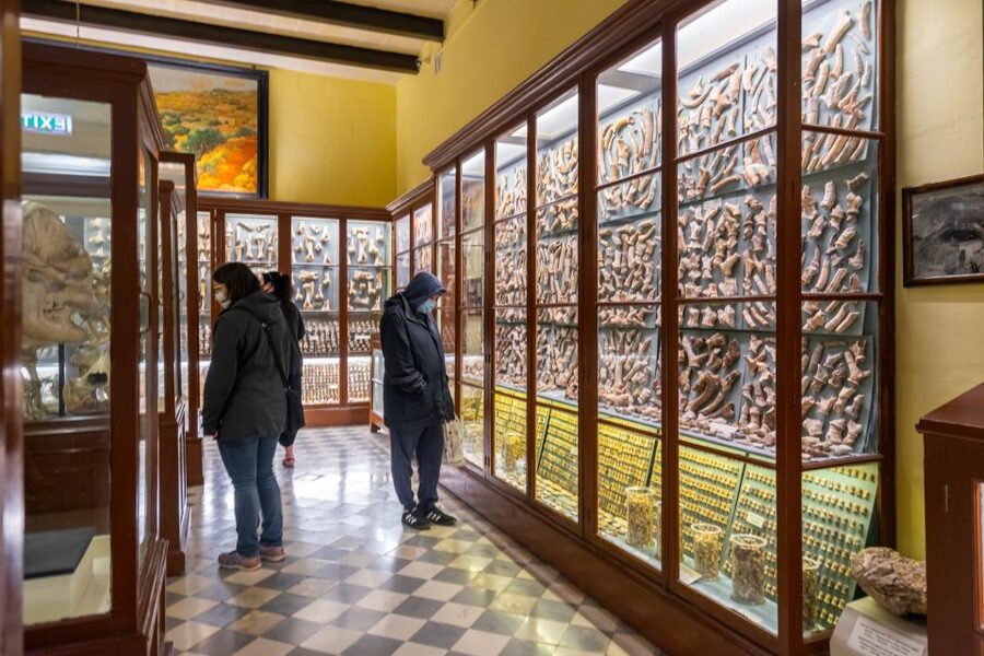 Prehistoric Temples of Malta Tour - Ghar Dalam Cave & Museum: small cave, big museum impact