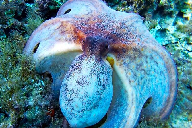 Snorkel Tour in Malta & Gozo in Winter by local guide with photos - Why the Guide Matters More Than You Think