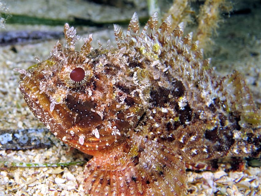 SSI Try Scuba Diving in the sea - Equipment, fitting, and your first controlled experience