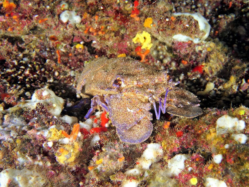 SSI Try Scuba Diving in the sea - Safety rules that keep it relaxing, not scary