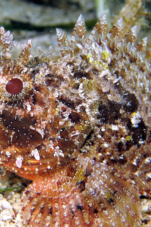 SSI Try Scuba Diving in the sea - Languages and instructor style: German-led, English-supported