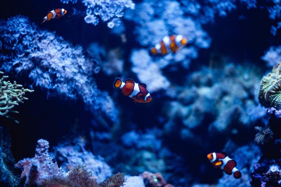 St Paul's Bay: Malta National Aquarium Entry Ticket - Key highlights you should care about