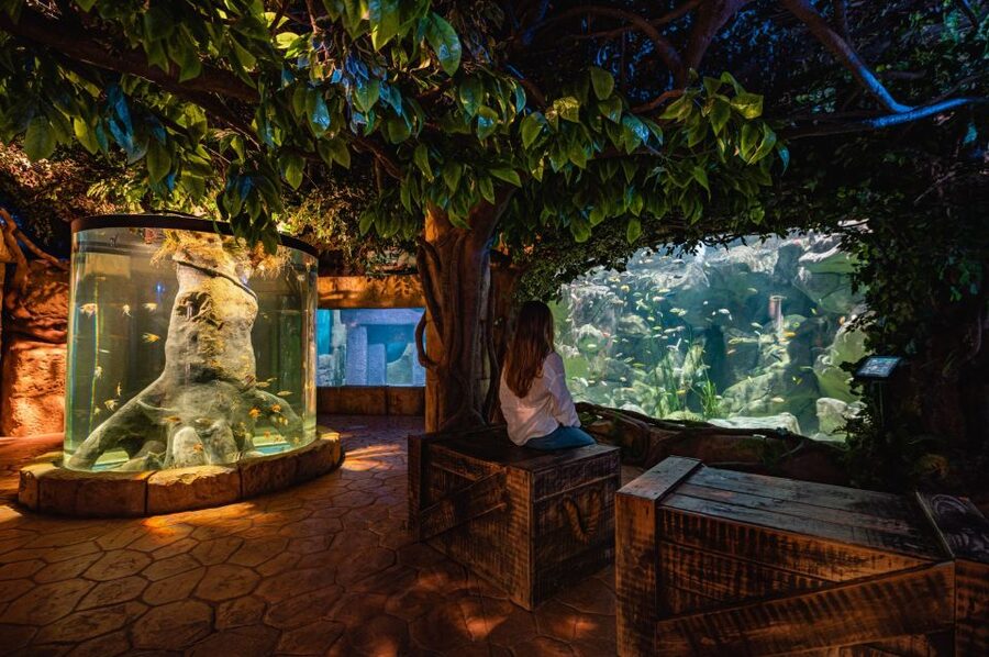 St Paul's Bay: Malta National Aquarium Entry Ticket - What you actually see: 51 tanks, 250+ species, and Malta’s undersea cast