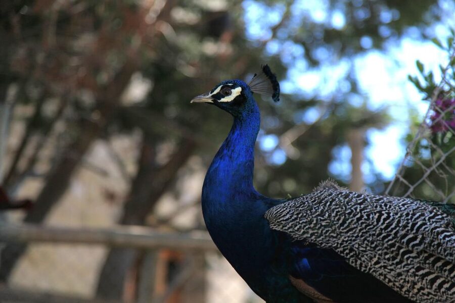 The Limestone Heritage Park and Gardens (Entry Ticket) - Quick hits for your Limestone Heritage Park day