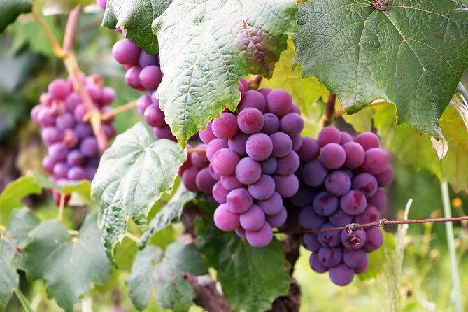 The Taste of Malta Artisan Wine Pairing - Key highlights you should know before you go