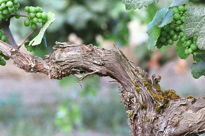 The Taste of Malta Artisan Wine Pairing - Timing, getting there, and the road works reality