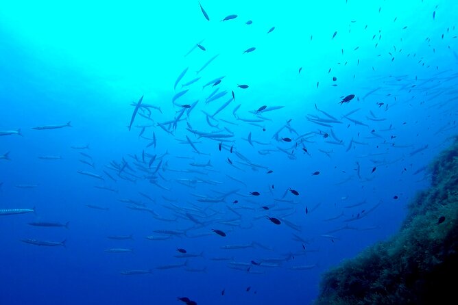 Two Morning Dives in Gozo for Certified Diver - Who this Gozo package is best for (and who should skip it)